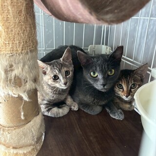 グレーサビ系の家族