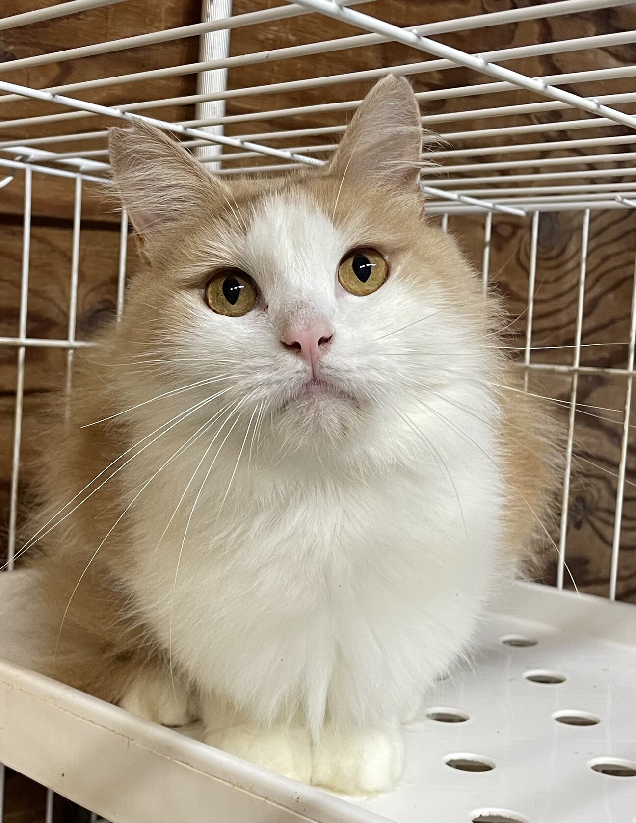 桃６本【紫都様オーダー】長毛猫②③④　長毛猫舞い散る桜　長毛猫薔薇　柴犬額紫陽花 1923041.jpeg