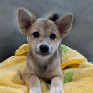 うゆちゃん5ヶ月弱　素直な甘えん坊さんです