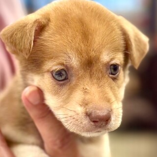 25-W228　綺麗なブリーアイの小さな子♪