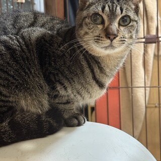 ２歳前後のキジトラ男の子