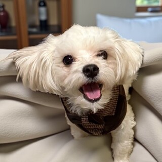 しくるくん⭐︎とっても前向きな甘えん坊さん