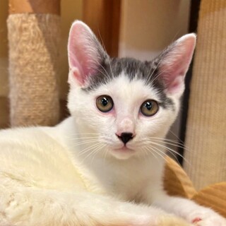 前髪ぱっつんがほっこり♡白キジの子猫♪のりまきくん