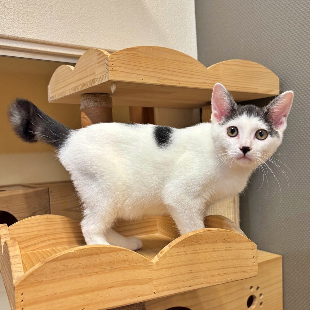 前髪ぱっつんがほっこり♡白キジの子猫♪のりまきくん サムネイル2