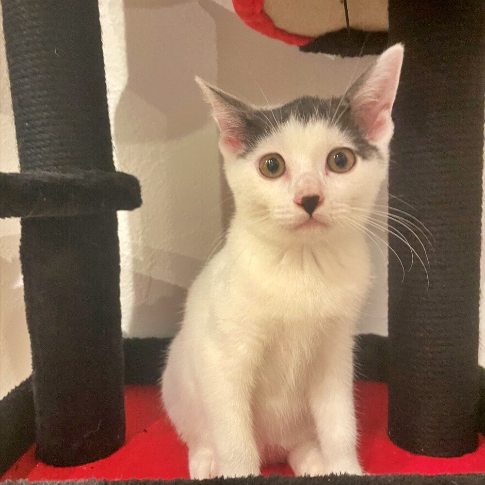 前髪ぱっつんがほっこり♡白キジの子猫♪のりまきくん サムネイル3