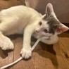 前髪ぱっつんがほっこり♡白キジの子猫♪のりまきくん サムネイル5