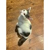 前髪ぱっつんがほっこり♡白キジの子猫♪のりまきくん サムネイル6