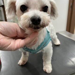 マルチーズ⭐︎クリクリおめめのテンちゃん⭐︎