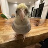 ゆいなふ