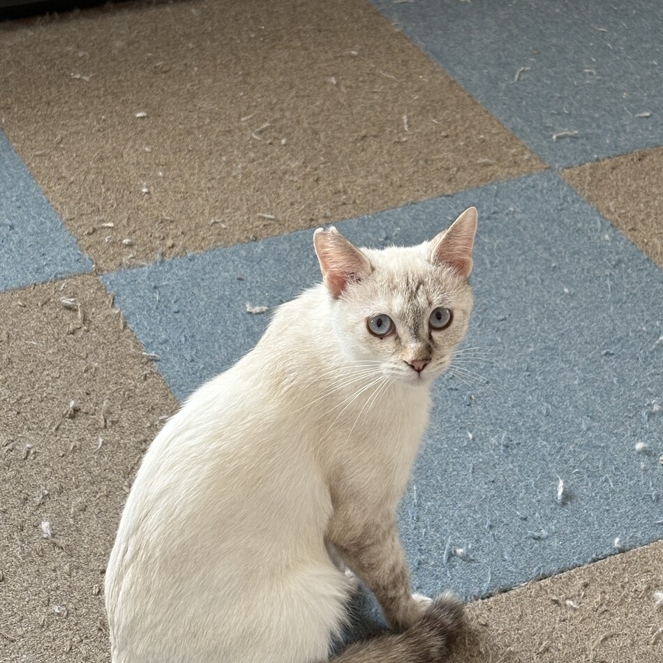 モナカのカバー写真