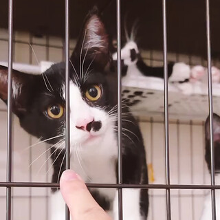仁くん白黒猫兄妹♂約5ヵ月