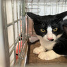 仁くん白黒猫兄妹♂約5ヵ月 サムネイル3