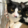 仁くん白黒猫兄妹♂約5ヵ月 サムネイル4