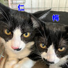 仁くん白黒猫兄妹♂約5ヵ月 サムネイル5