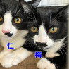 仁くん白黒猫兄妹♂約5ヵ月 サムネイル6