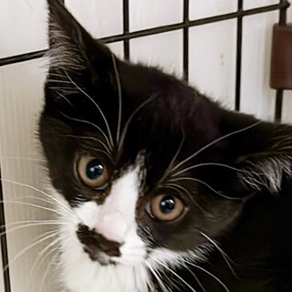 梅ちゃん白黒猫兄妹♀約5ヵ月