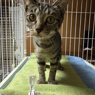 里親さん、募集中(5ヶ月の女の子)