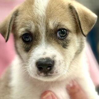 25-M231　とっても整ったお顔立ちです！