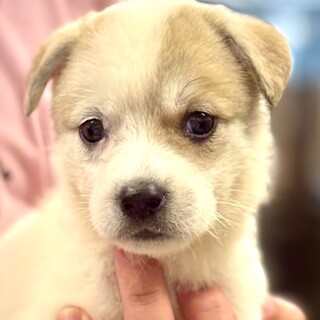 25-W238　赤ちゃんワンコ小さい！！