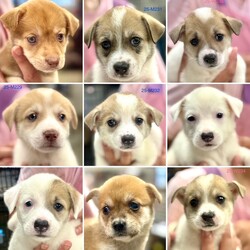 仔犬/成犬の譲渡会