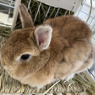 飼ってくれませんか。ネザーランド女の子