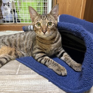 里親さん募集中！(5ヶ月の男の子)