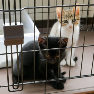 子猫　キジ白オス