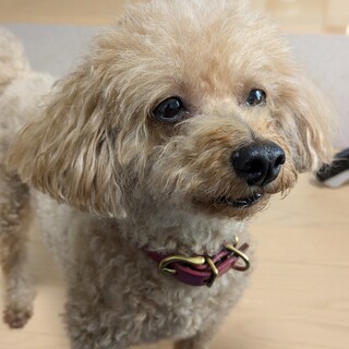 トイプードル(女の子)の里親さんを募集します。