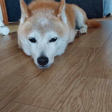 ちょここんまま(。>д<)大丈夫？　ままも旦那さまも元気になりますように！　　倖。