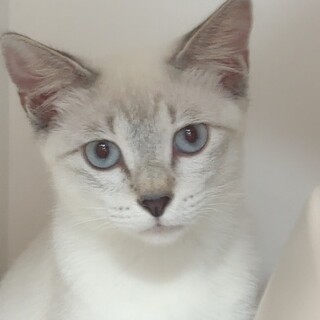 現在お話し中！沖縄TNR中に保護！