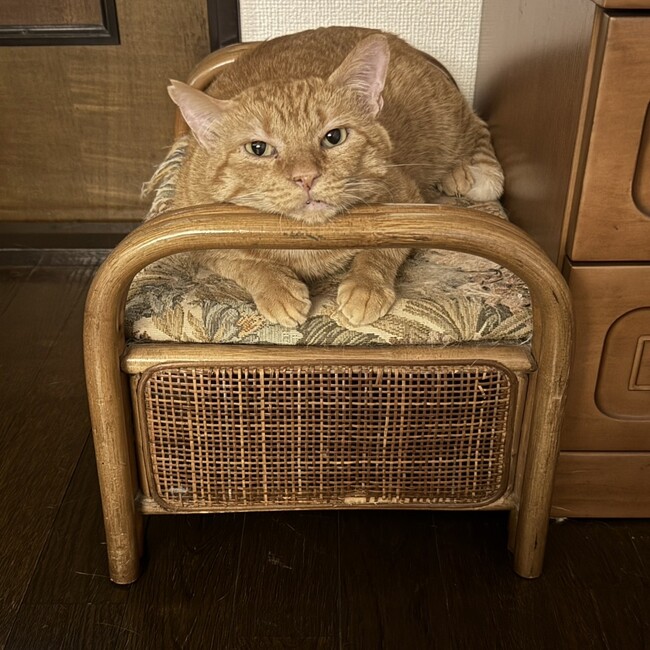 アラレ1752のカバー写真