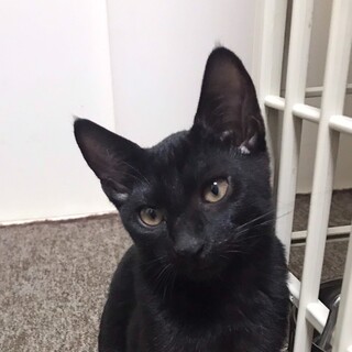 10/19高田馬場★ミニラくん★割とおっとりさん