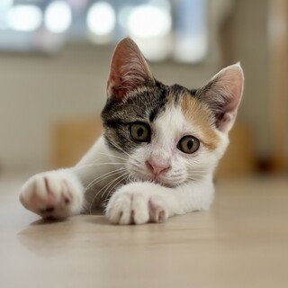 10/19高田馬場★ハニちゃん★天真爛漫girl