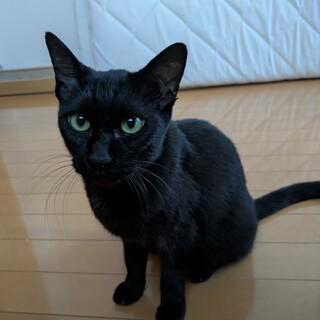 【10/19⭐️泉大津にて譲渡会】参加猫寿々ちゃん