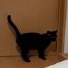 【10/19⭐️泉大津にて譲渡会】参加猫寿々ちゃん サムネイル4