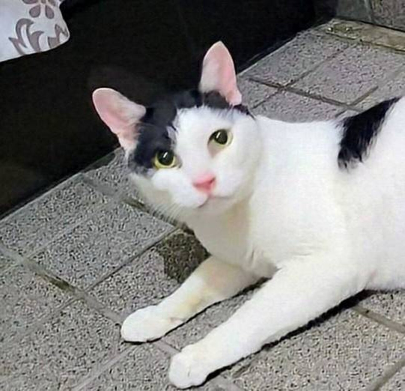 【至急・里親募集】長年かわいがられてきた　ハン君 サムネイル1