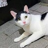 【至急・里親募集】長年かわいがられてきた　ハン君 サムネイル1