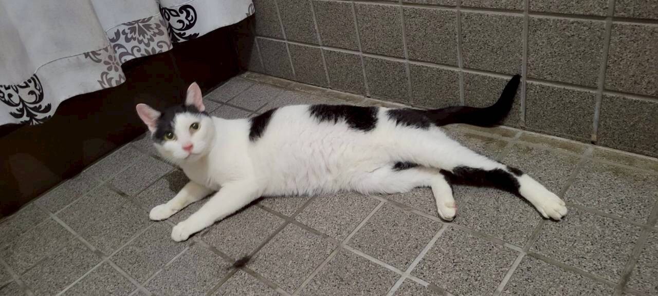 【至急・里親募集】長年かわいがられてきた　ハン君 サムネイル2