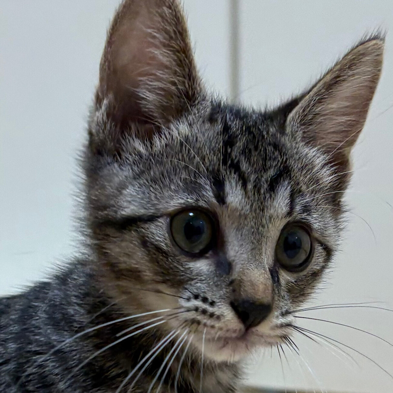 10/19高田馬場★チェロくん★良い所詰まってます サムネイル1