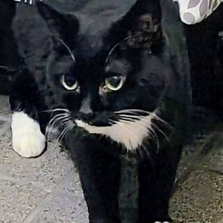 【至急・里親募集】人の後をついて回るソックスちゃん