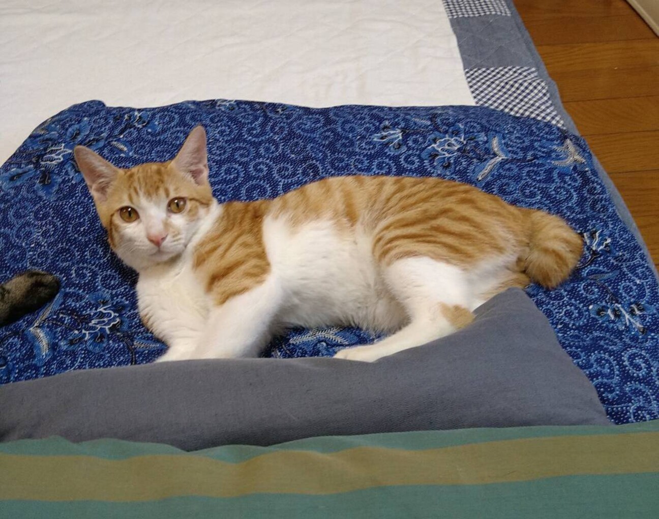 東武東上線志木駅側　甘えん坊猫　なつ君 サムネイル1