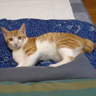 東武東上線志木駅側　甘えん坊猫　なつ君