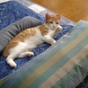 東武東上線志木駅側　甘えん坊猫　なつ君 サムネイル4