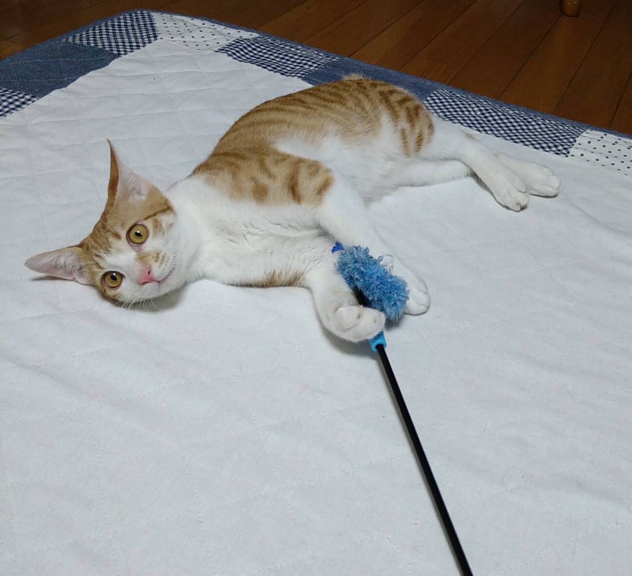 東武東上線志木駅側　甘えん坊猫　なつ君 サムネイル7