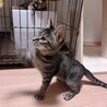 遊ぶの大好き！性格良いキジトラ男の子 サムネイル6