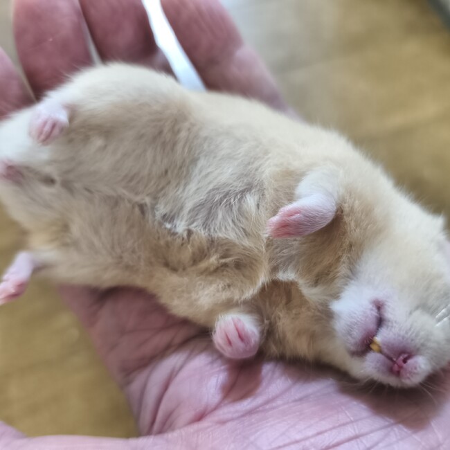 サクラベックのカバー写真