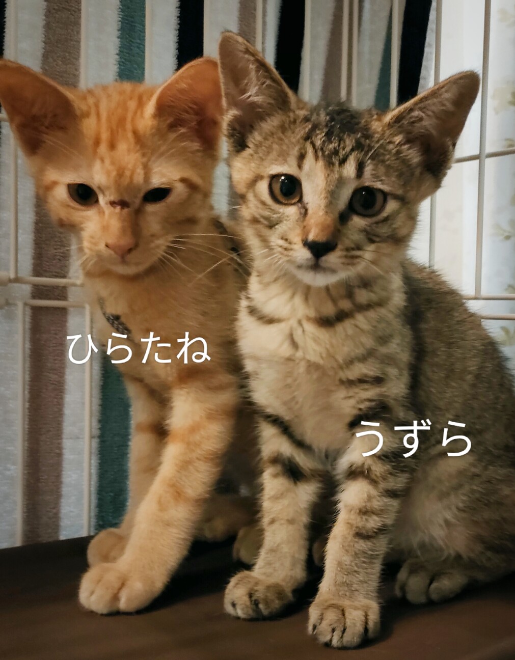 きょうだいで遊ぶの大好き　ひらたね君 サムネイル4