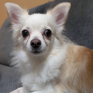 ネグレクトからレスキュー美形チワワふきのとうちゃん