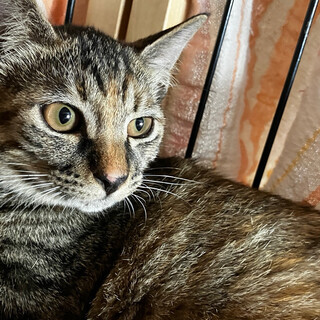 美人ちゃんです！ヒカルちゃん