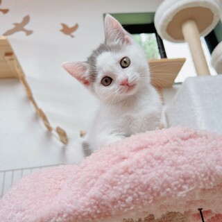 ポム里親決定！